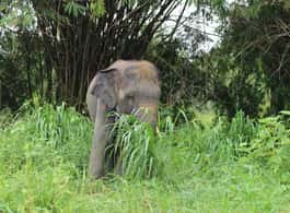 Bangkok: Ethical Elephant Guided Tour with Hotel Transfers side 2