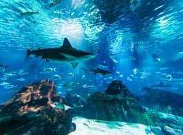 Barcelona Aquarium: Entry Ticket side 2