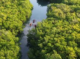 Cancun: Sunset Kayak Experience in the Mangroves side 1