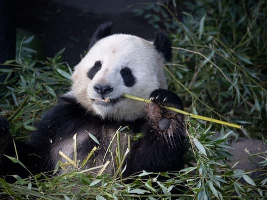 Copenhagen: Copenhagen Zoo Entry Ticket