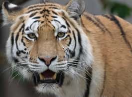 Copenhagen: Copenhagen Zoo Entry Ticket side 1