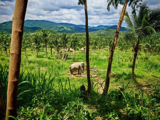 From Bangkok: Living Green Elephant Sanctuary Day Trip
