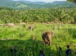 From Bangkok: Living Green Elephant Sanctuary Day Trip side 1