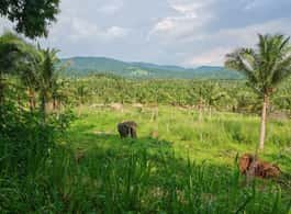 From Bangkok: Living Green Elephant Sanctuary Day Trip side 2