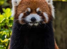 Guangzhou: Guangzhou Zoo Official Entry Ticket with Pandas side 2