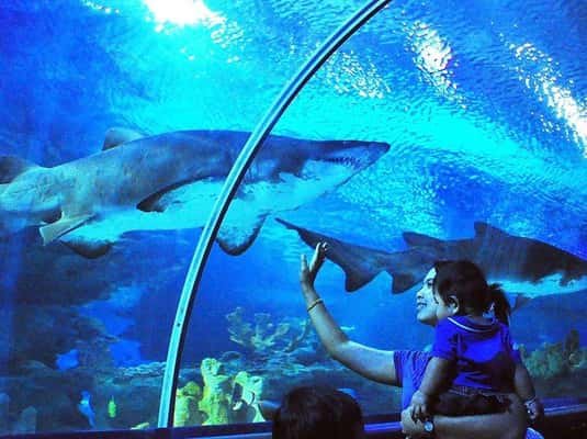 Kuala Lumpur: Aquaria KLCC Entry Ticket