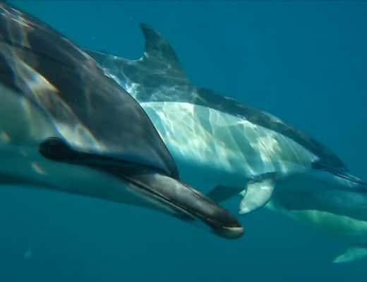 Lisbon: Dolphin Watching with Marine Biologist