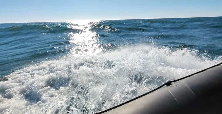 Lisbon: Dolphin Watching with Marine Biologist side 2