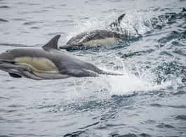 Long Beach: Whale and Dolphin Watching Cruise side 1