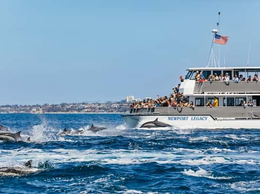Newport Beach: 2-Hour Whale Watching Tour