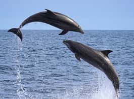 Newport Beach: 2-Hour Whale Watching Tour side 1