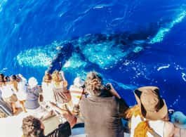 Newport Beach: 2-Hour Whale Watching Tour side 2